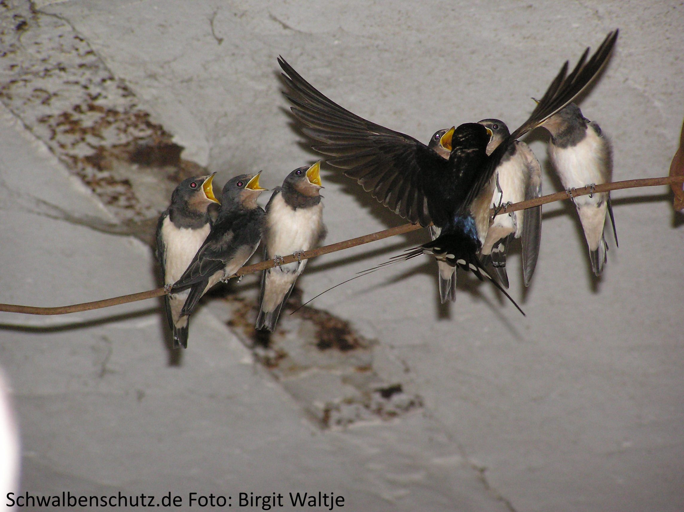 Rauchschwalben Fütterung